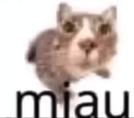 Miau Miau 